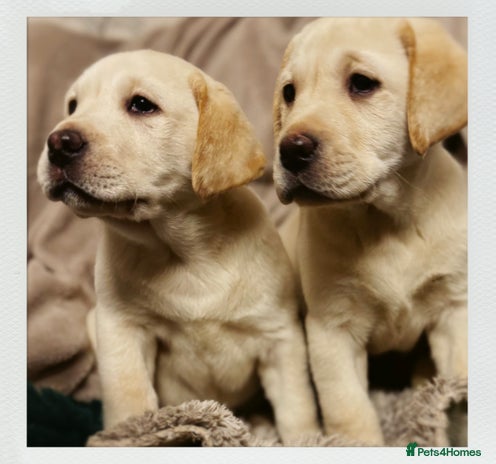 Labrador Retriever dogs Health Tested KC Labrador Pups for Sale - Advert 6