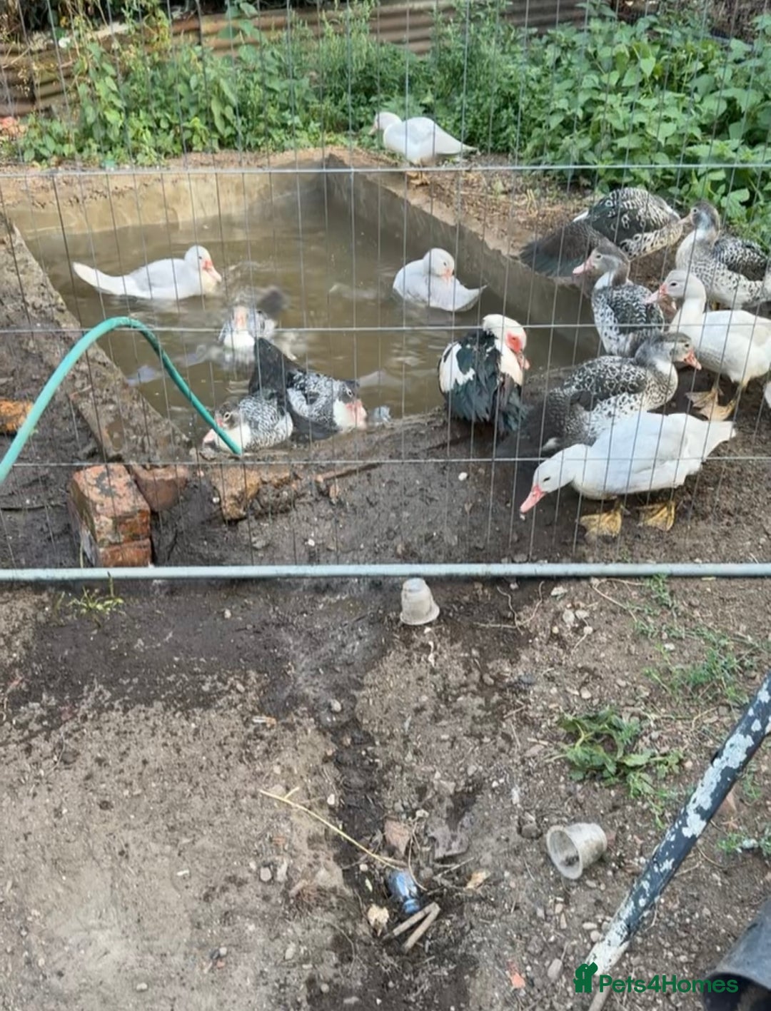 Ducks poultry for sale: Muscovy ducks - Image 1
