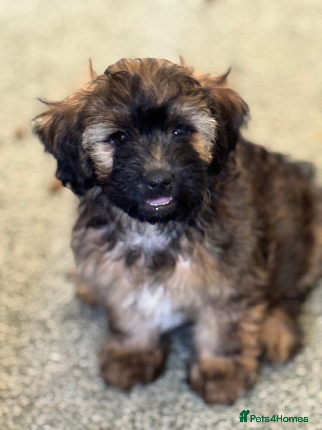 Shihpoo dogs for sale: 4 shihpoo males ready now in Telford - Image 20