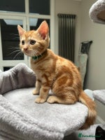 Mixed Breed cats - Advert 4