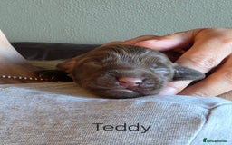 Cockapoo dogs for sale: Adorable F2b Cockapoo Puppies – Ready to Reserve  - Image 7