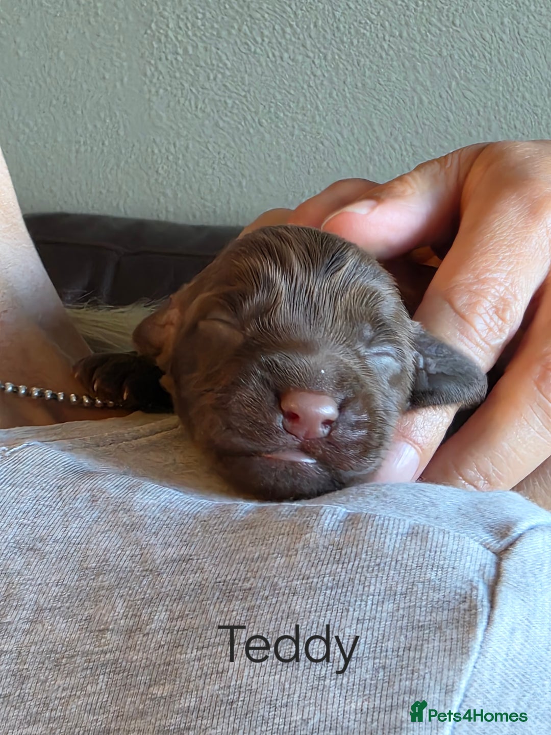 Cockapoo dogs for sale: Adorable F2b Cockapoo Puppies – Ready to Reserve  - Image 7