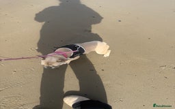 French Bulldog dogs for sale: 1 year female French bulldog  - Image 5