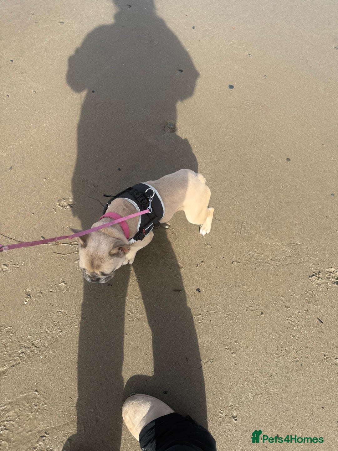 French Bulldog dogs for sale: 1 year female French bulldog  - Image 5