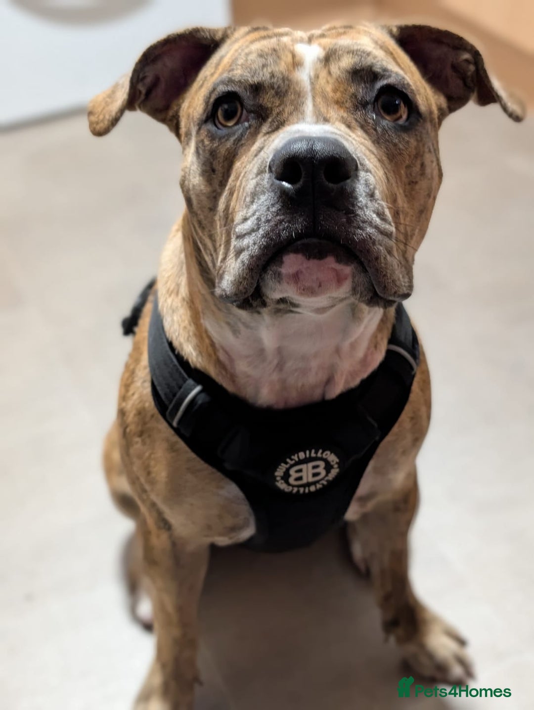 Mixed Breed dogs for sale: Mabel  - Image 1