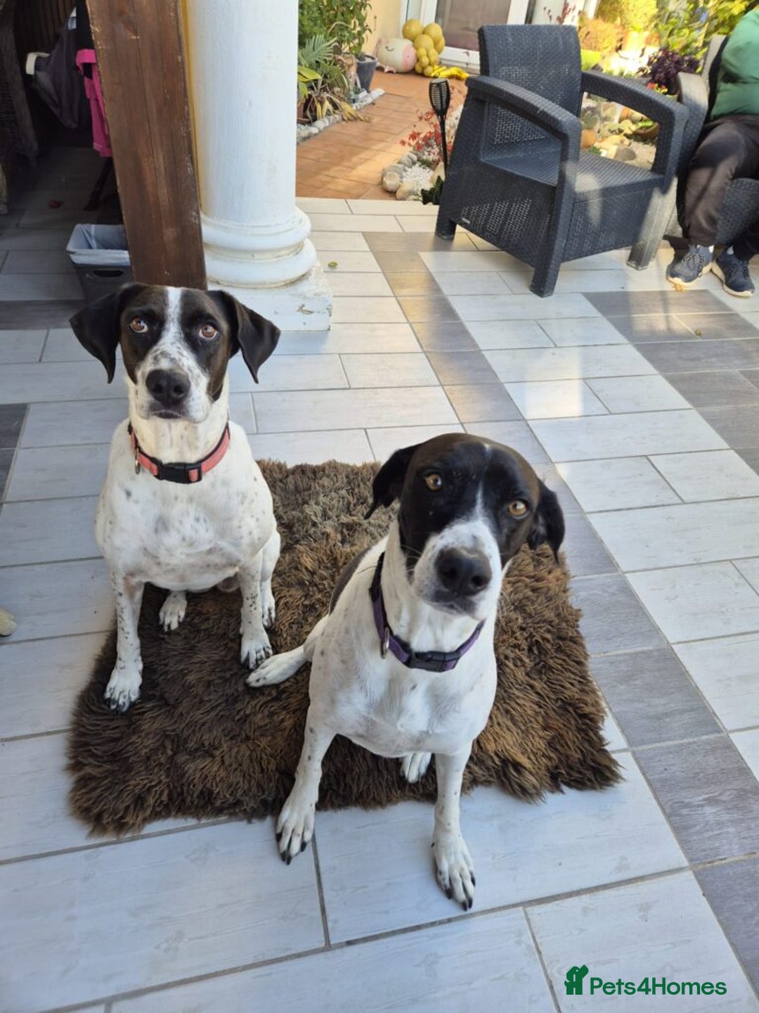 Pointer dogs for adoption: Coco and Luna - Advert 1
