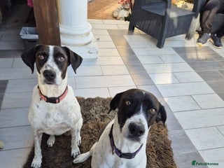 Pointer dogs Coco and Luna - Advert 5