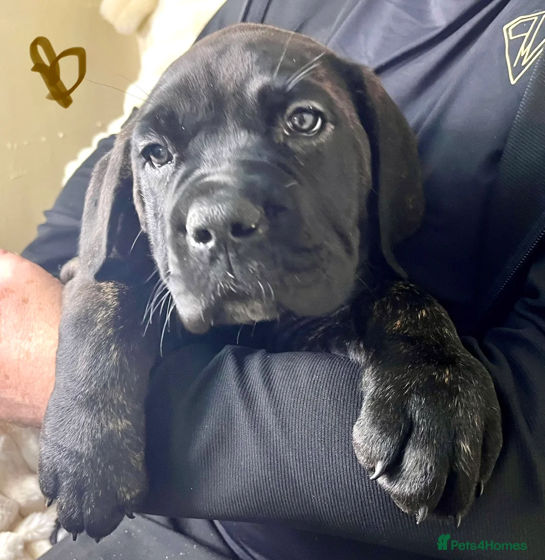 Cane Corso dogs for sale: Cane Corso Puppies Full pedigree  - Advert 11