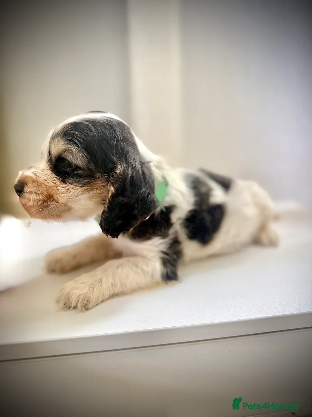 Cocker Spaniel dogs for sale: Show cocker spaniels! - Advert 2