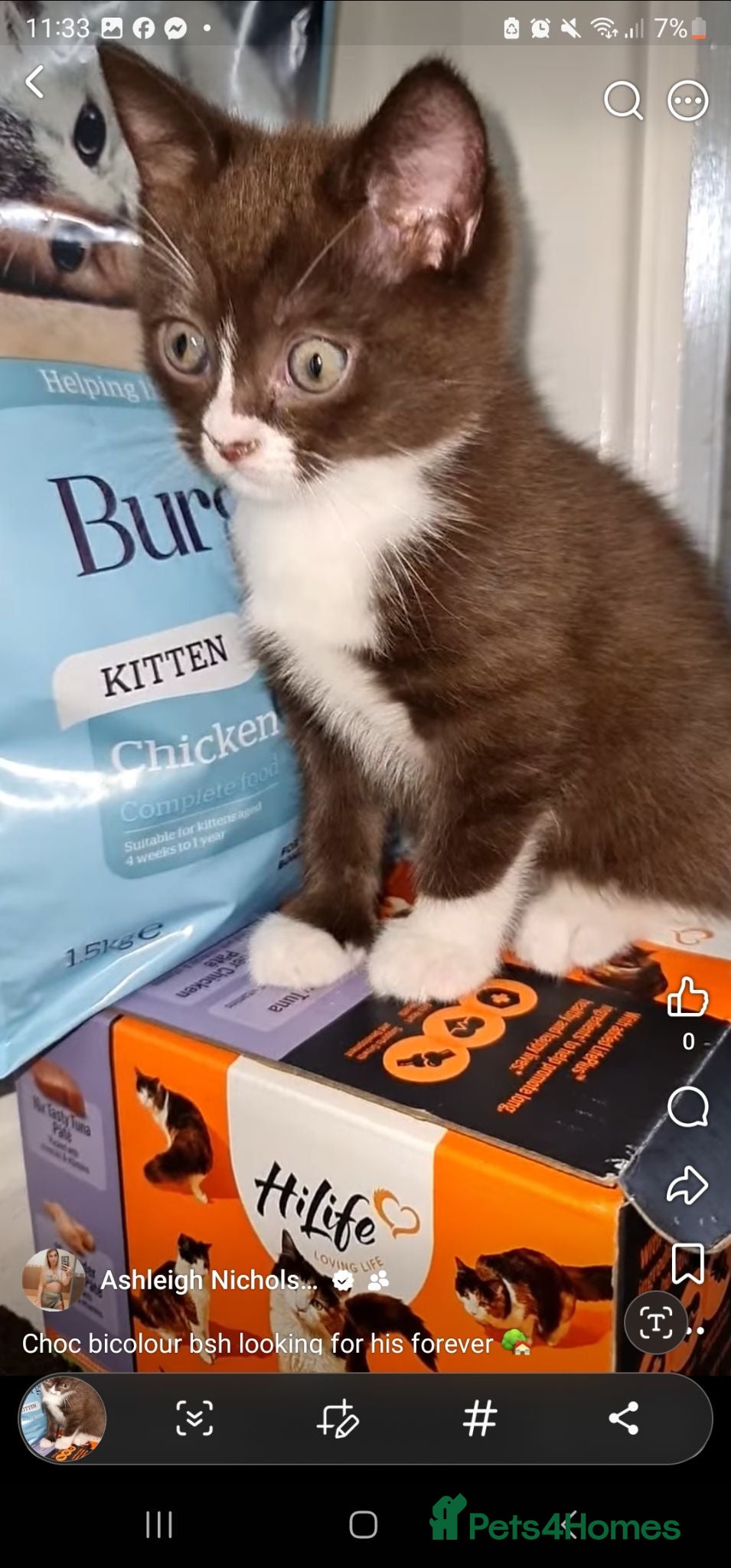 British Shorthair cats Chocolate/cinnamon British shorthair/ragdoll  - Advert 2