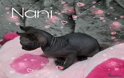 Sphynx cats for sale: 💙LITTLE BOY🩵Sphynx Kitten🩵TESTED 🐈  - Image 14