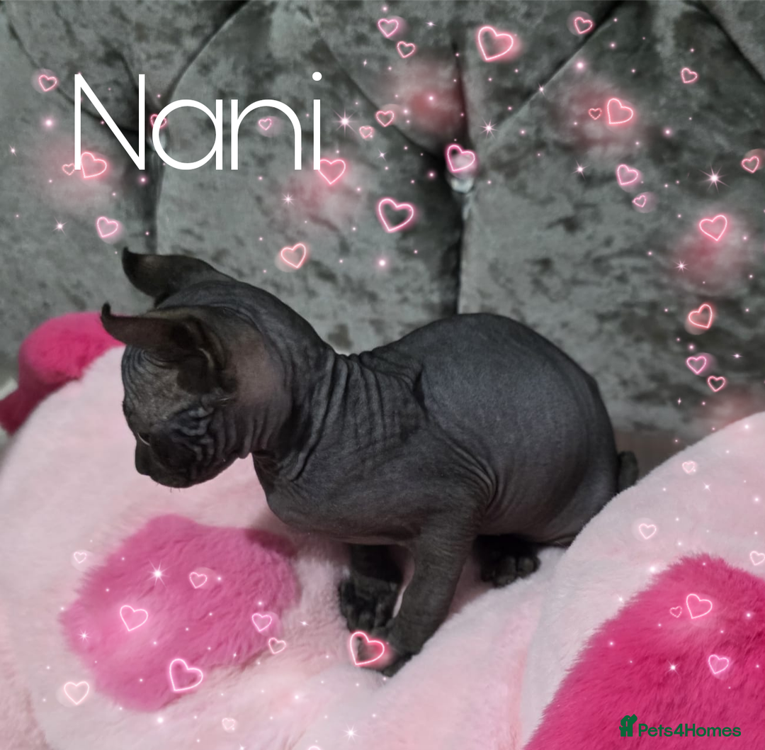 Sphynx cats for sale: 💙LITTLE BOY🩵Sphynx Kitten🩵TESTED 🐈  - Image 14