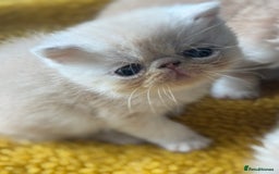 Exotic cats for sale: Superb GCCF Exotic kittens Health Tested parents - Image 18