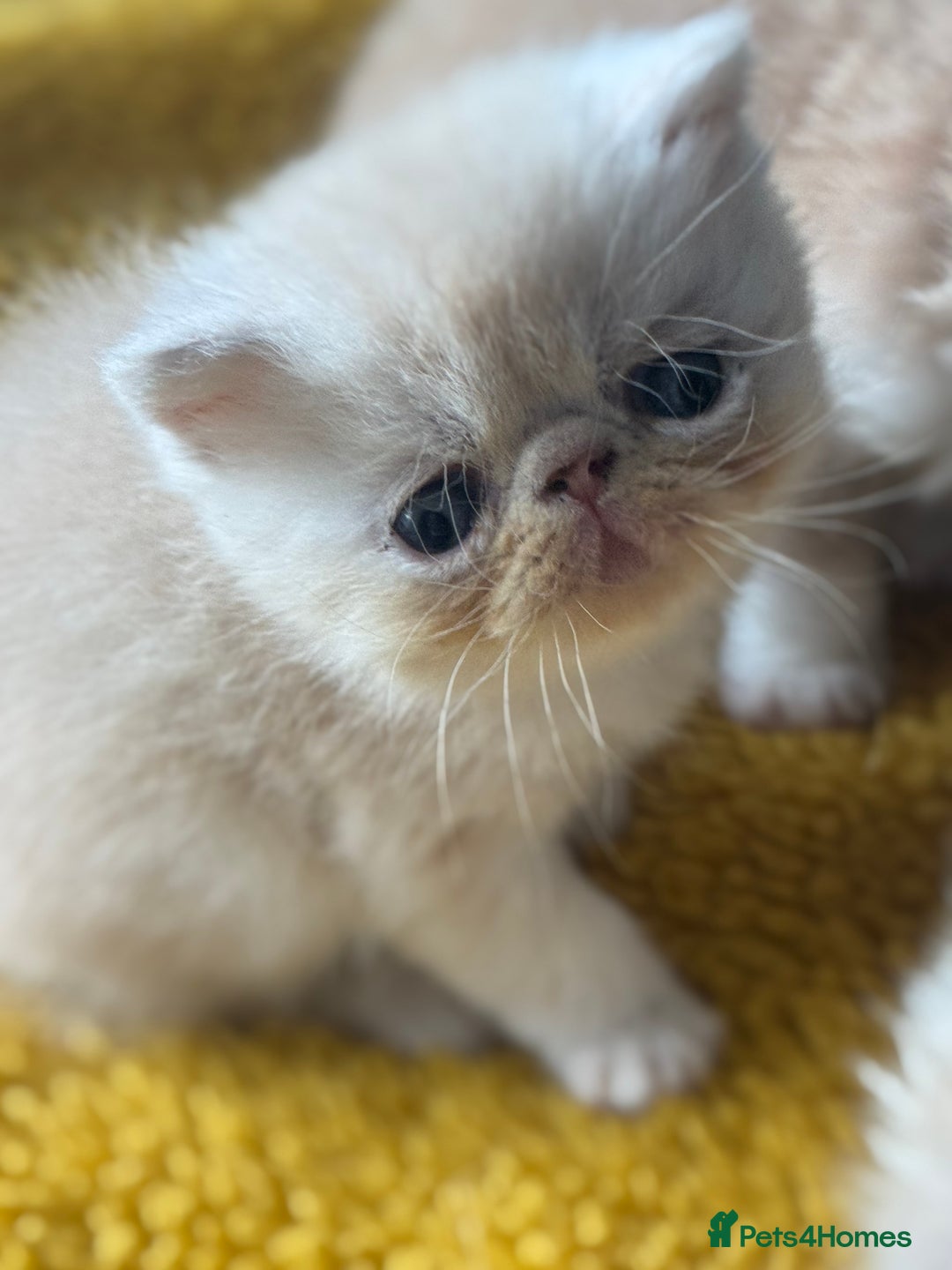 Exotic cats for sale: Superb GCCF Exotic kittens Health Tested parents - Image 18