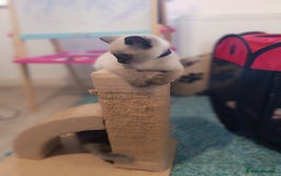 Russian Blue cats for sale: 3 angel's looking for best homes  - Image 10