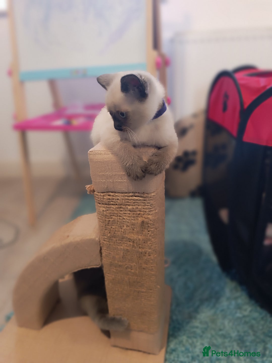 Russian Blue cats for sale: 3 angel's looking for best homes  - Image 10