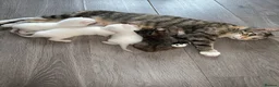 Mixed Breed cats for sale: Beautiful kittens looking for new homes in Basingstoke - Advert 12