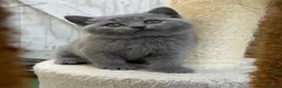 British Shorthair cats for sale: SOLD Only one Purebred Britishshorthair girls  - Advert 8