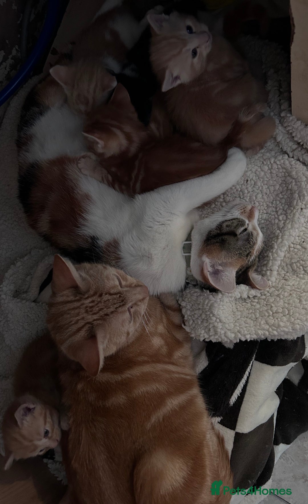 Mixed Breed cats for sale: 5 beautiful kittens  - Advert 1