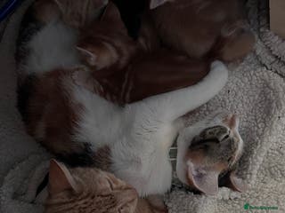 Mixed Breed cats 5 beautiful kittens - Advert 3