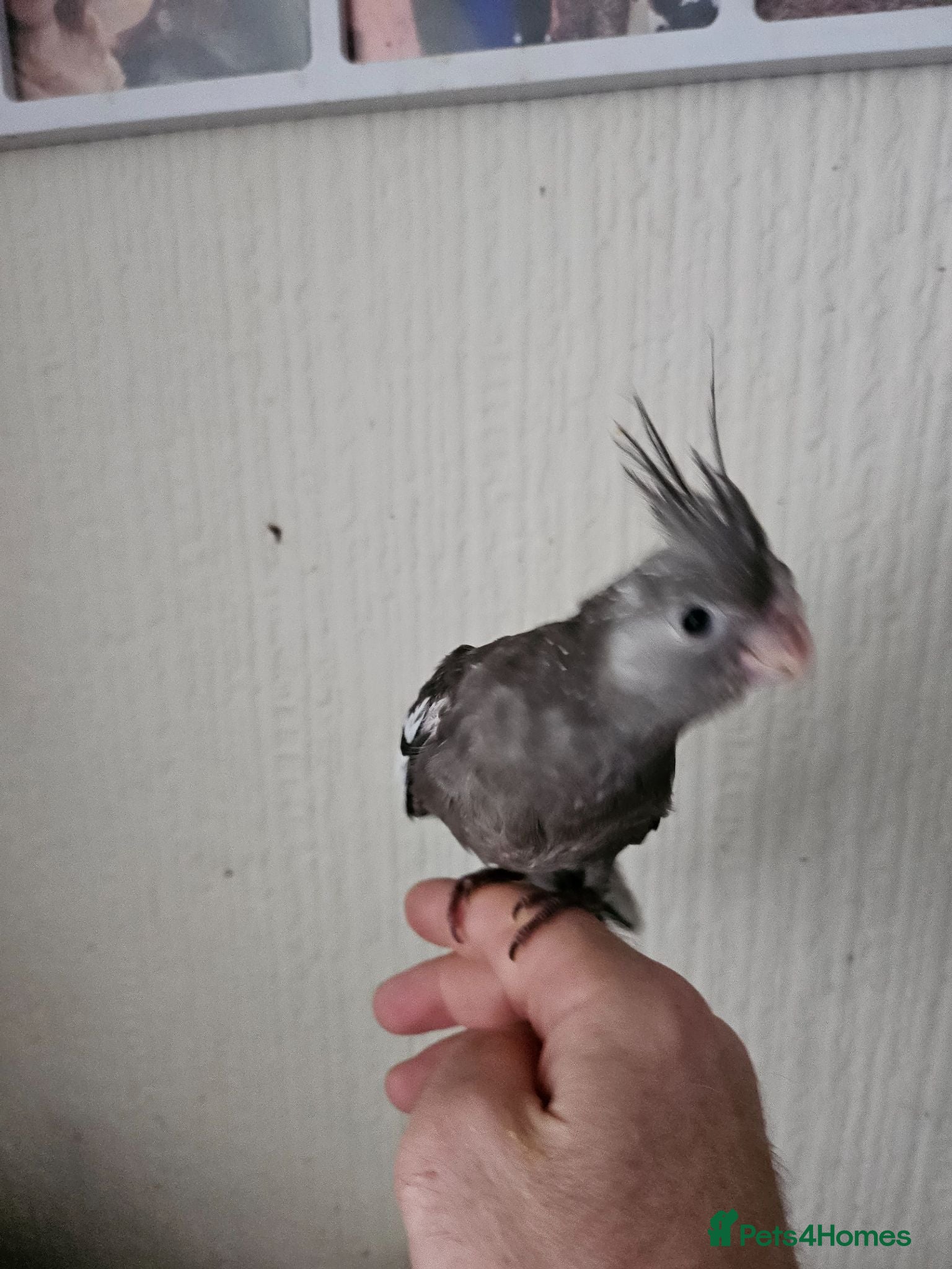 Cockatiels birds Cockatiel chicks hand tame  - Advert 1
