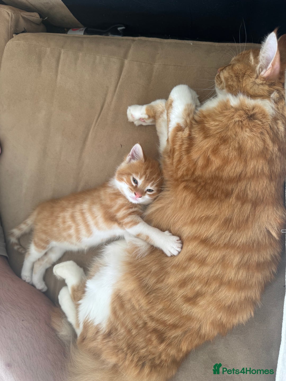 Mixed Breed cats for sale: Beautiful ginger boy for sale  - Image 4