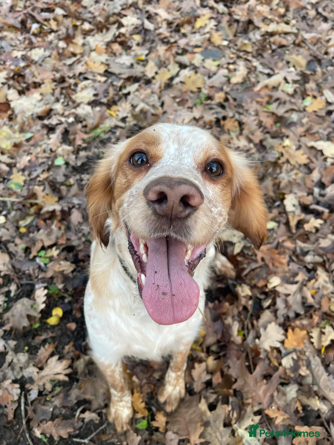 Cocker Spaniel dogs for sale: Leo – 2-Year-Old Lemon Roan Working Cocker Spaniel - Advert 1