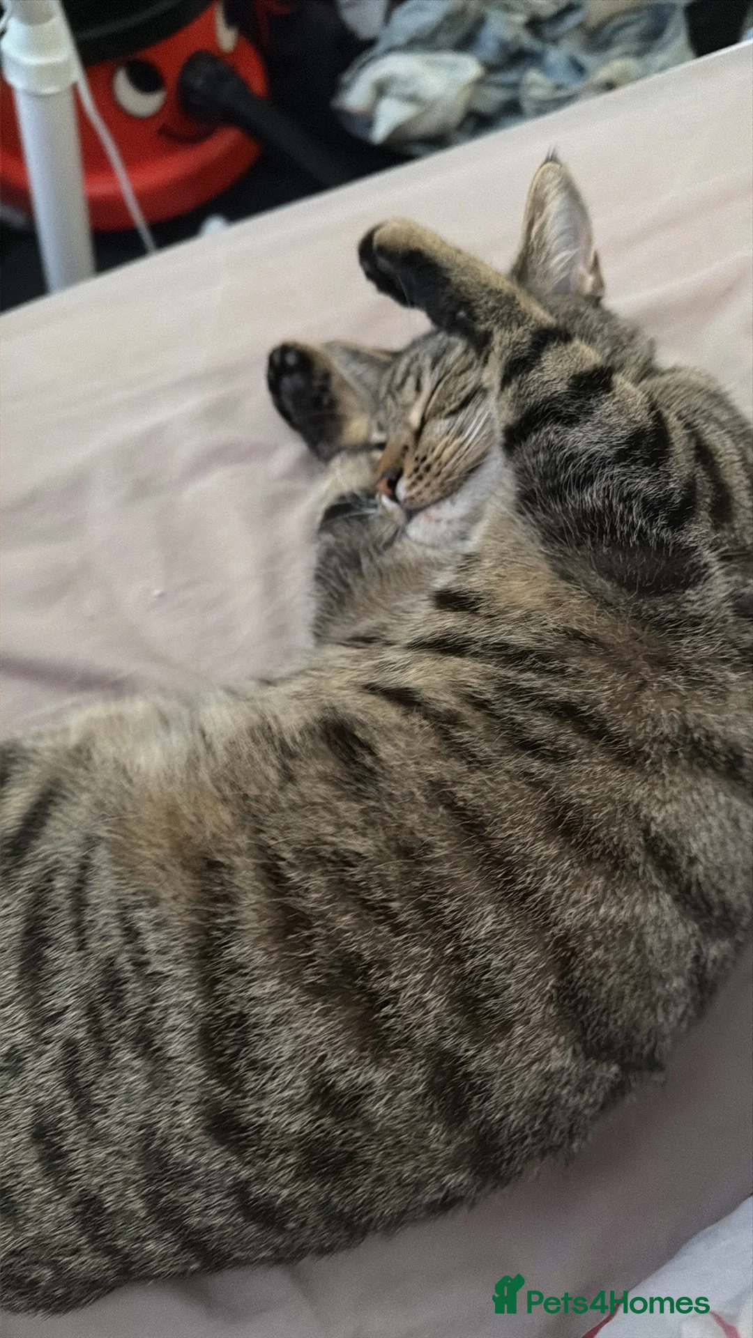 Mixed Breed cats for sale: Sofia - Advert 2