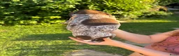 German Shorthaired Pointer dogs for sale: Dorothea and Marjorie - Advert 13