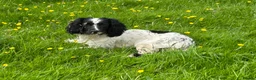 English Springer Spaniel dogs for sale: KC Registered Springer Spaniel - Advert 3