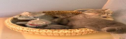 British Shorthair cats for sale: British shorthair kittens  - Advert 6