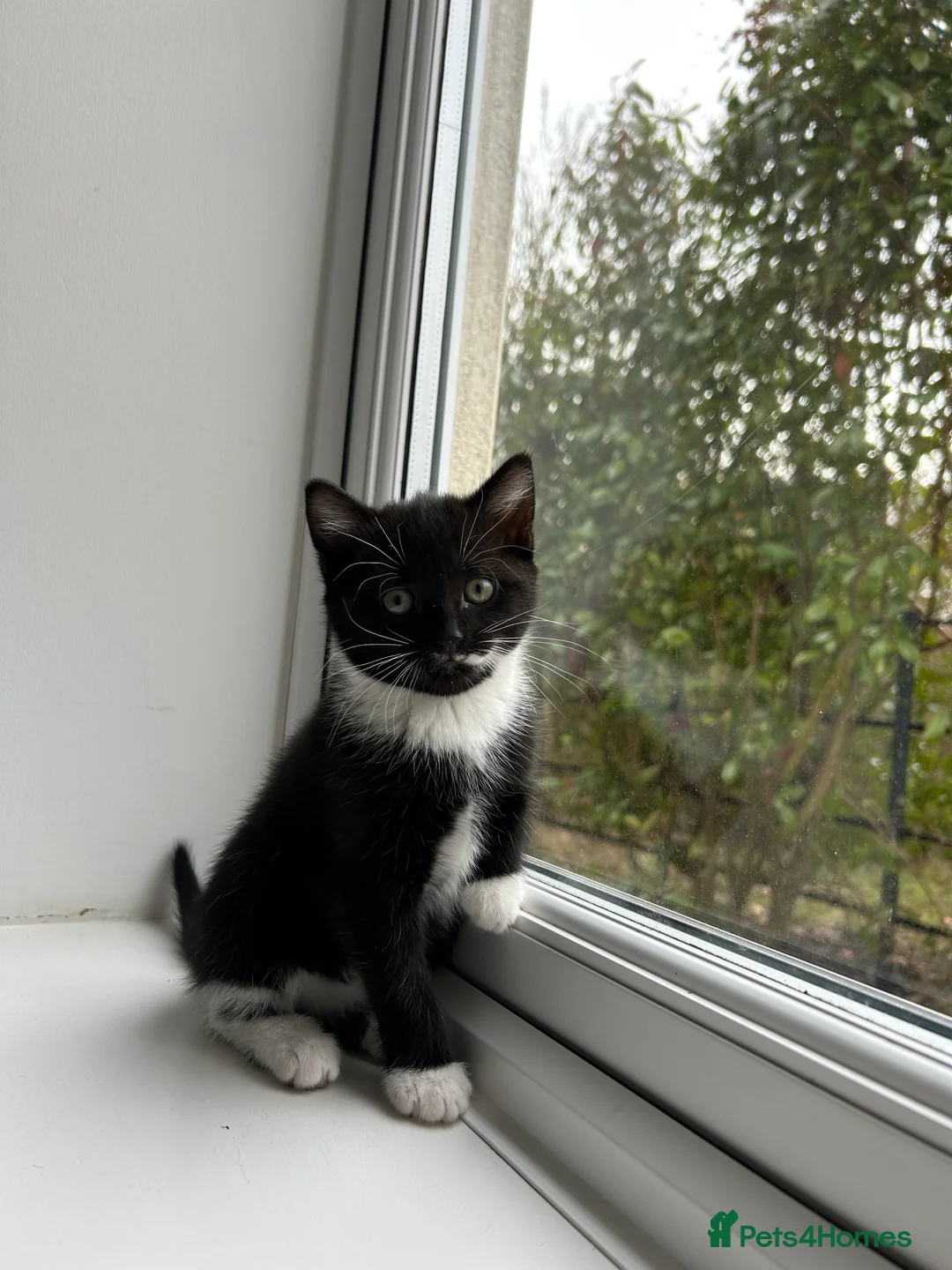 Mixed Breed cats for sale: Black/white and tabby kittens for sale.  - Advert 2