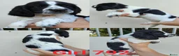 Sprocker dogs for sale: Beautiful Sprocker Puppies - Advert 5