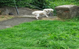 Maltese dogs for sale: Maltese male 4 year old  - Image 2