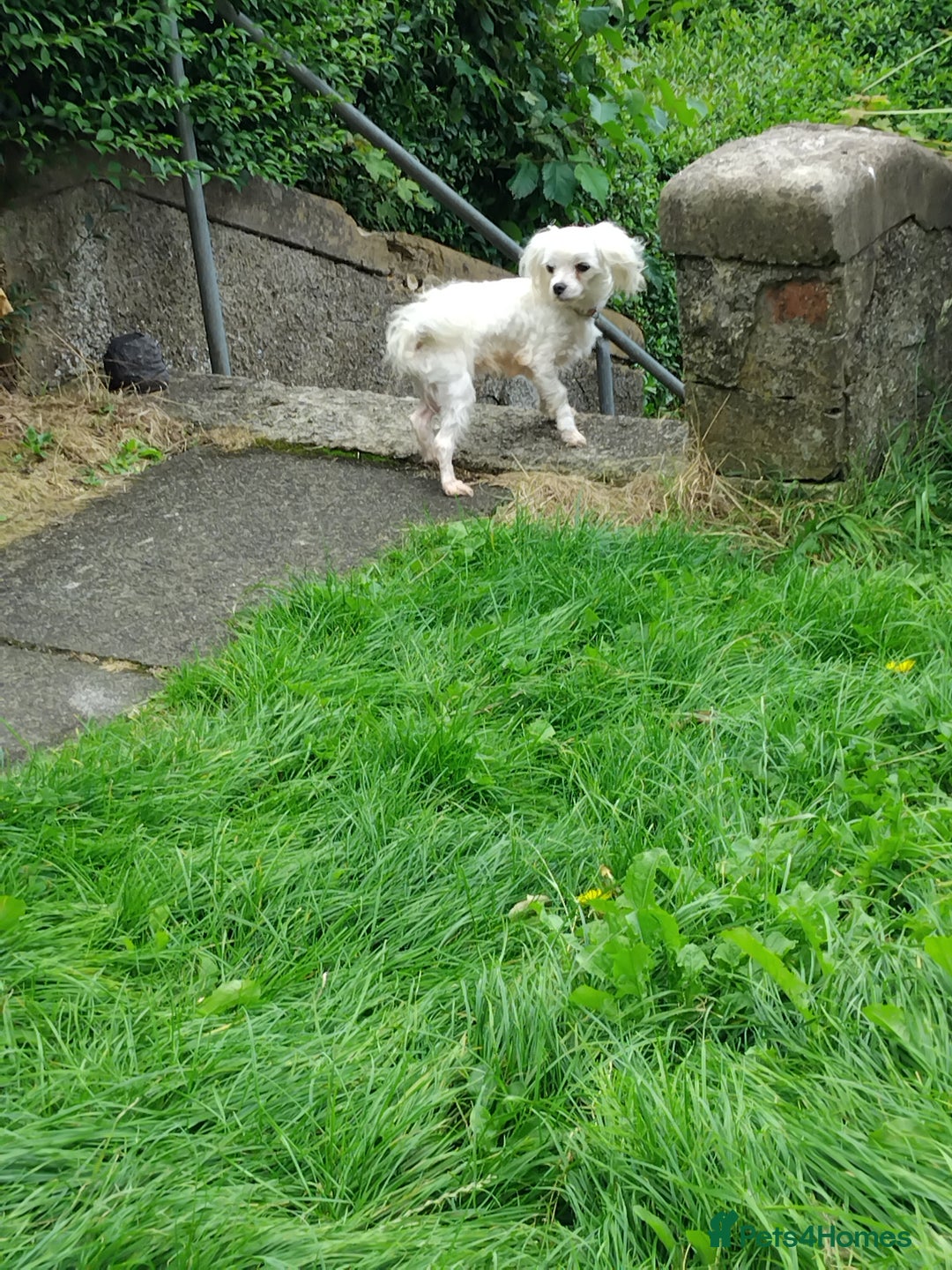 Maltese dogs for sale: Maltese male 4 year old  - Image 2