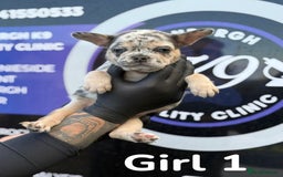 French Bulldog dogs for sale: French bulldog puppies  - Image 6