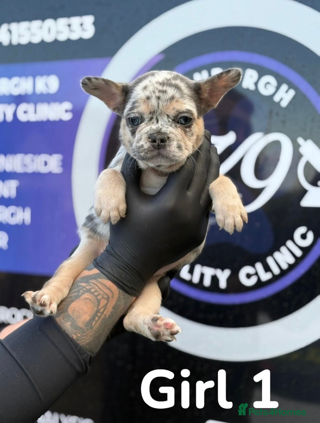 French Bulldog dogs for sale: French bulldog puppies  - Image 6