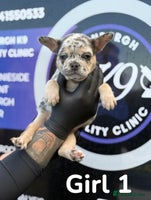 French Bulldog dogs - Advert 3