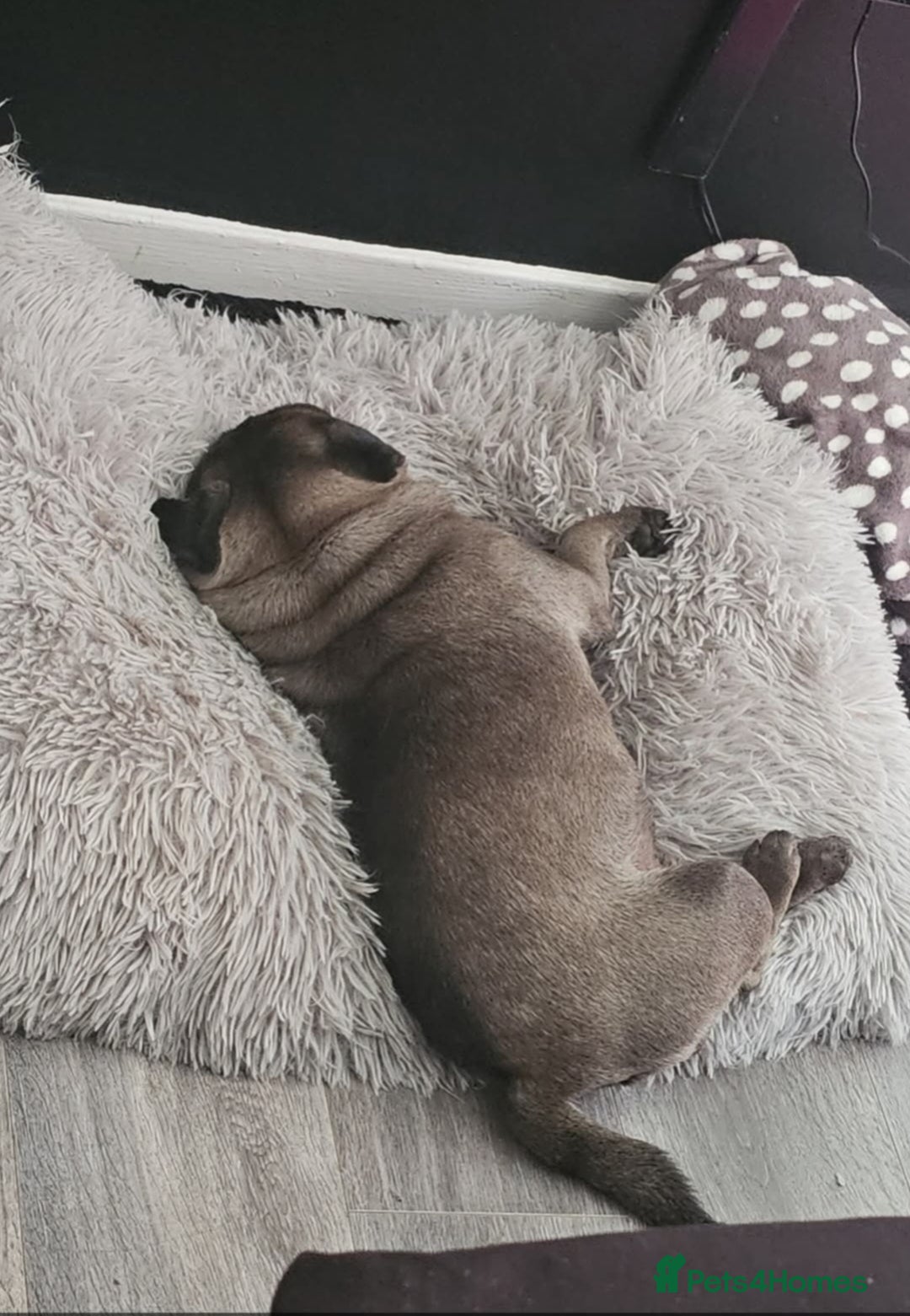 Pug dogs for sale: PEDIGREE PUG PUPPIES  - Advert 16