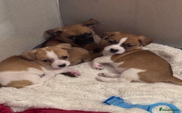 Jack Chi dogs for sale: Jack-chi puppies - Advert 3