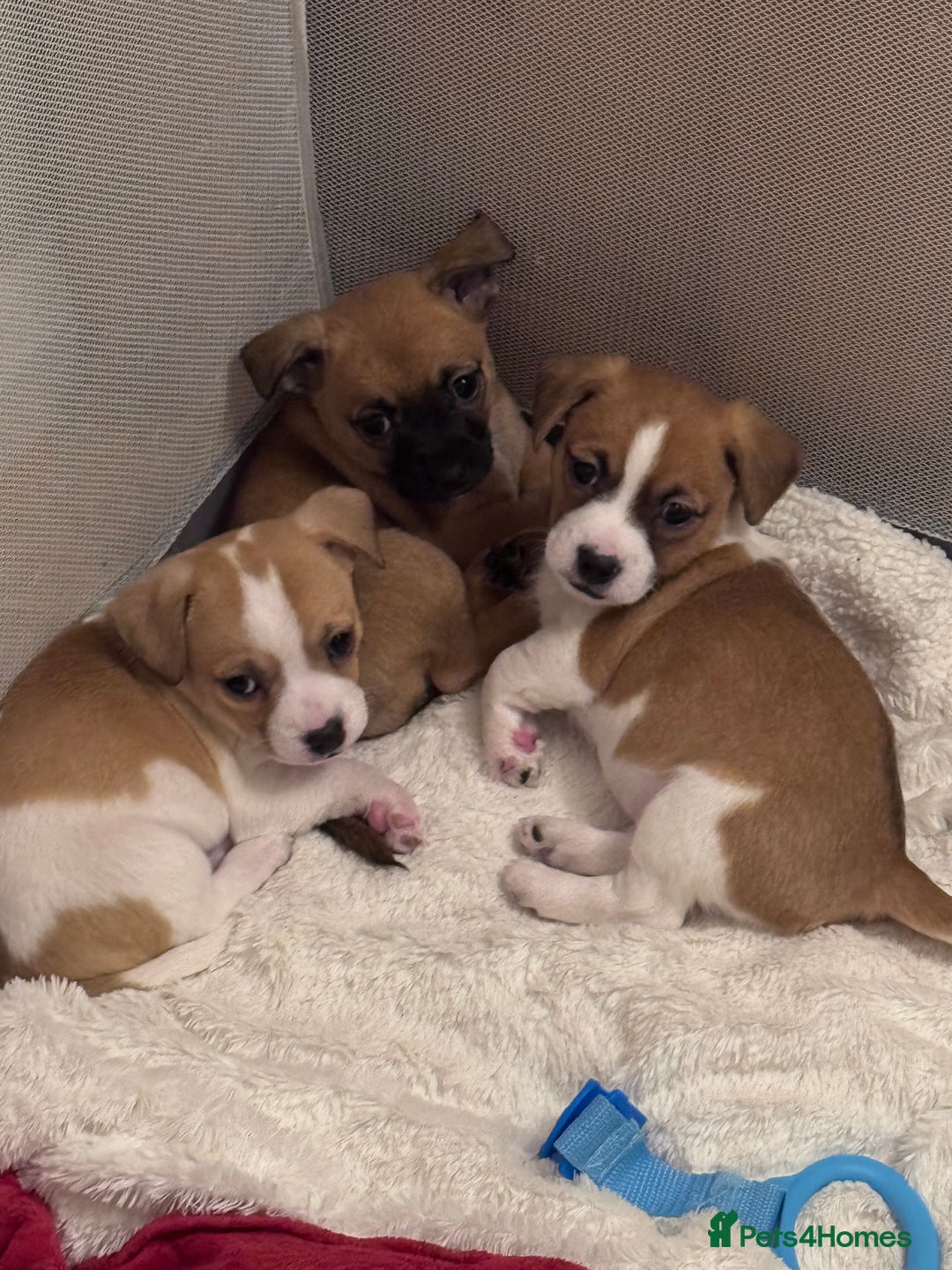 Jack Chi dogs for sale: Jack-chi puppies - Advert 3