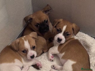 Jack Chi dogs Jack-chi puppies - Advert 2