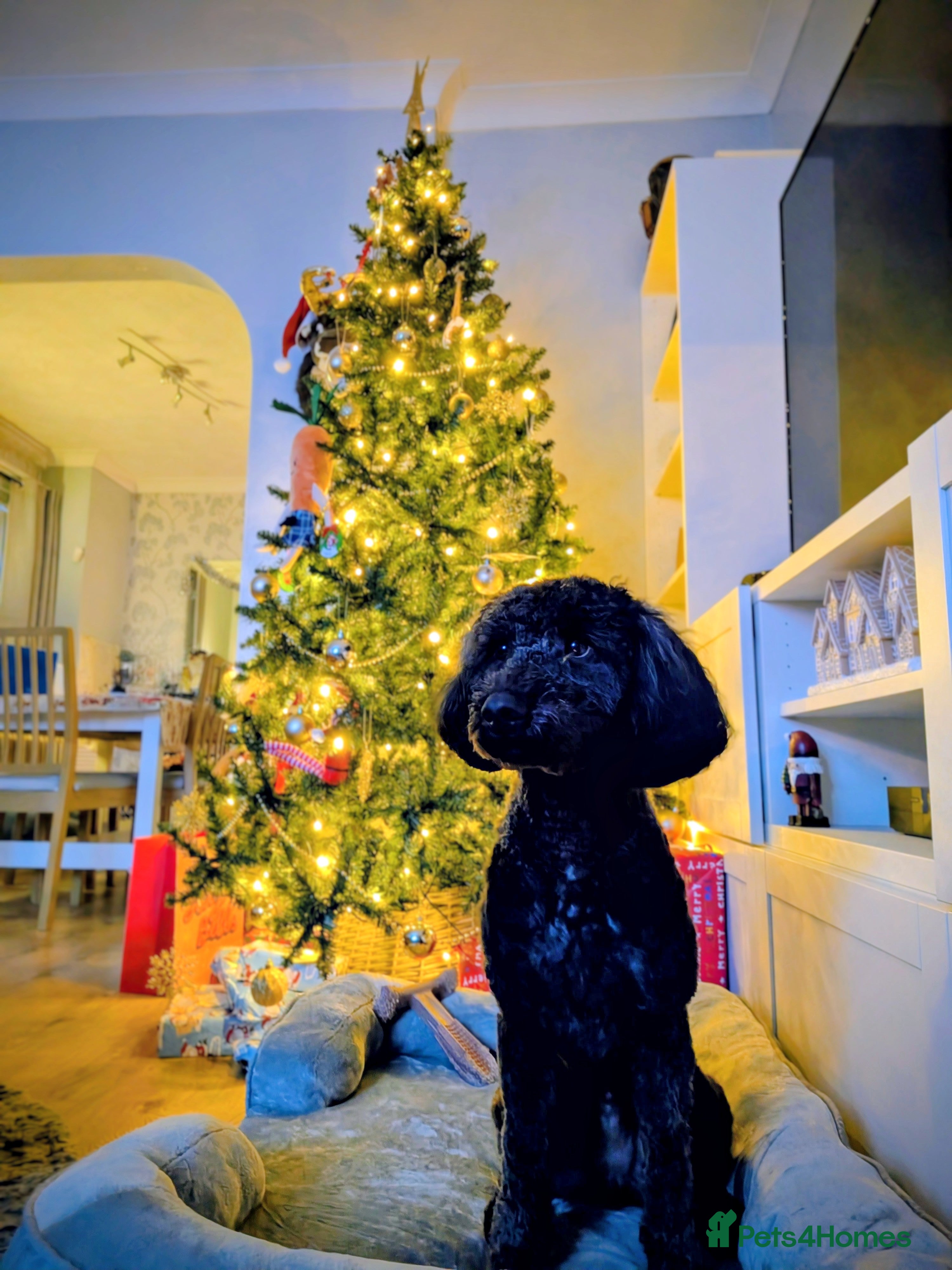 Cockapoo dogs Male Cockapoo 1 year 10 months old.  - Advert 2