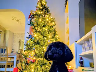 Cockapoo dogs Male Cockapoo 1 year 10 months old. - Advert 2