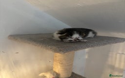 Mixed Breed cats for sale: 3 kittens for sale - Image 2