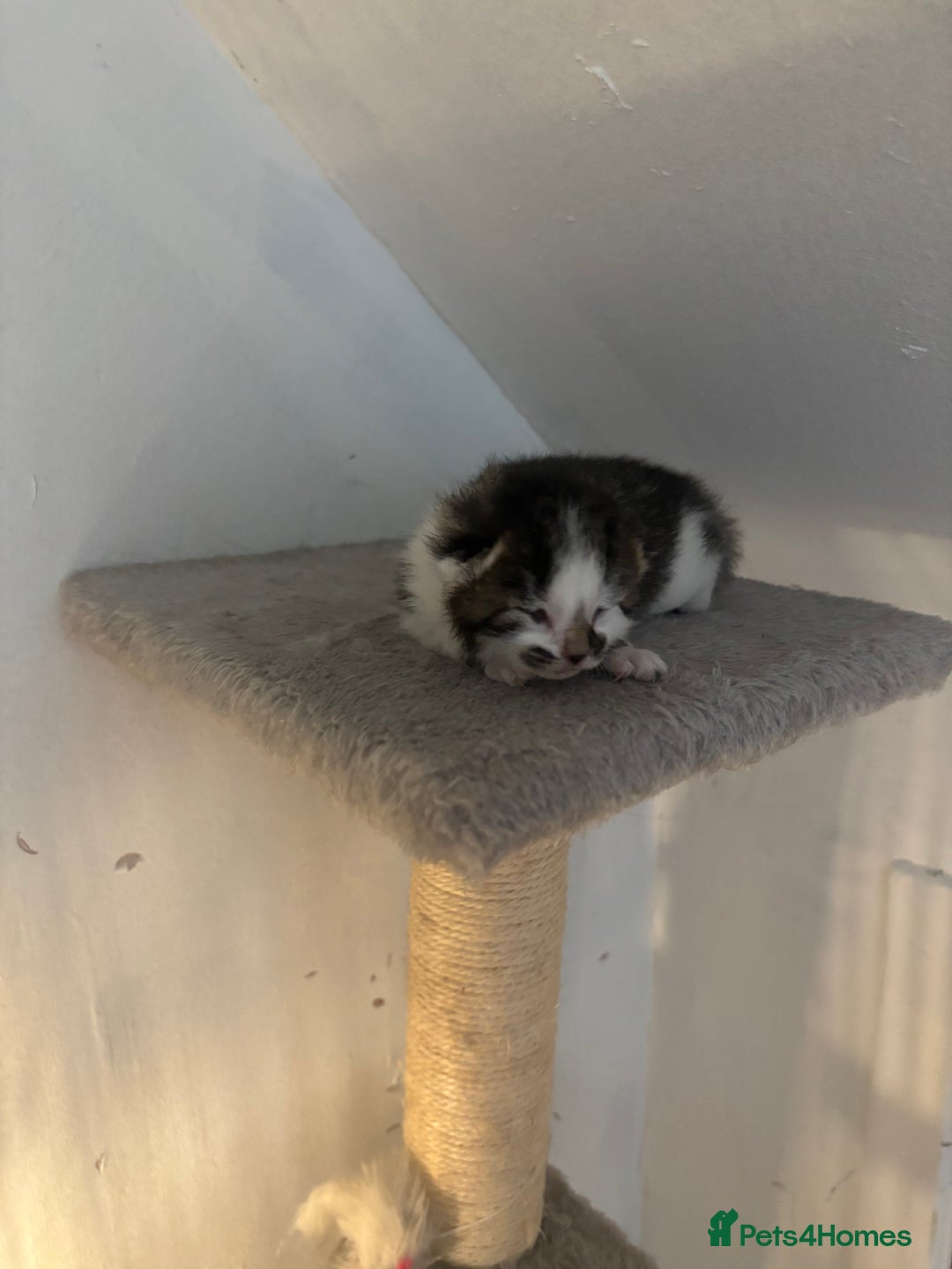 Mixed Breed cats for sale: 3 kittens for sale - Image 2