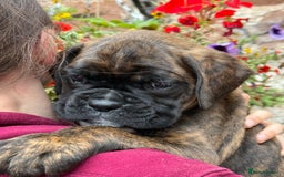 Boxer dogs for sale: Gorgeous boxer puppies from health tested parents  - Image 11