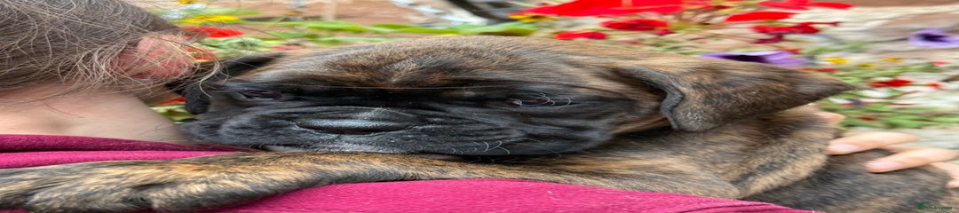 Boxer Puppy 1