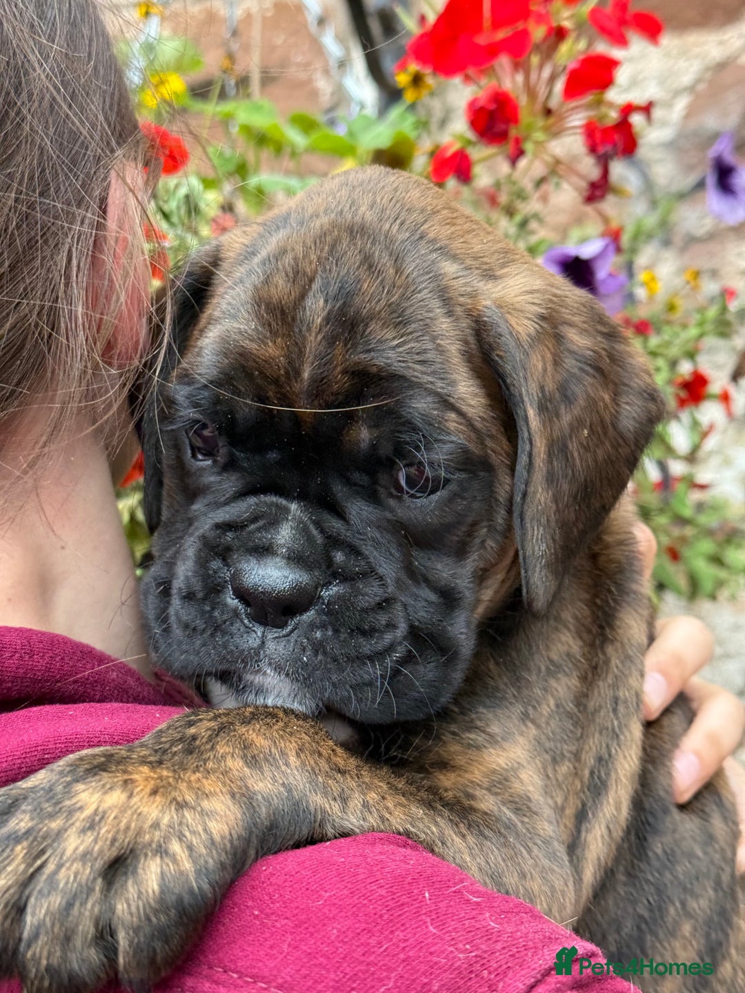Boxer dogs for sale: Gorgeous boxer puppies from health tested parents  - Image 11