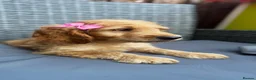 Goldendoodle dogs for sale: 🐾7 beautiful goldendoodles ready now🐾 - Advert 13